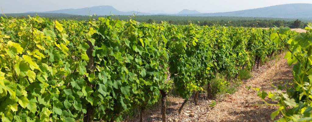 Besuch und Verkostung des Weinguts Marchesi de Cordano