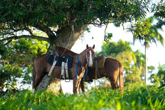 Hooglanden & Paarden Privé-Tour