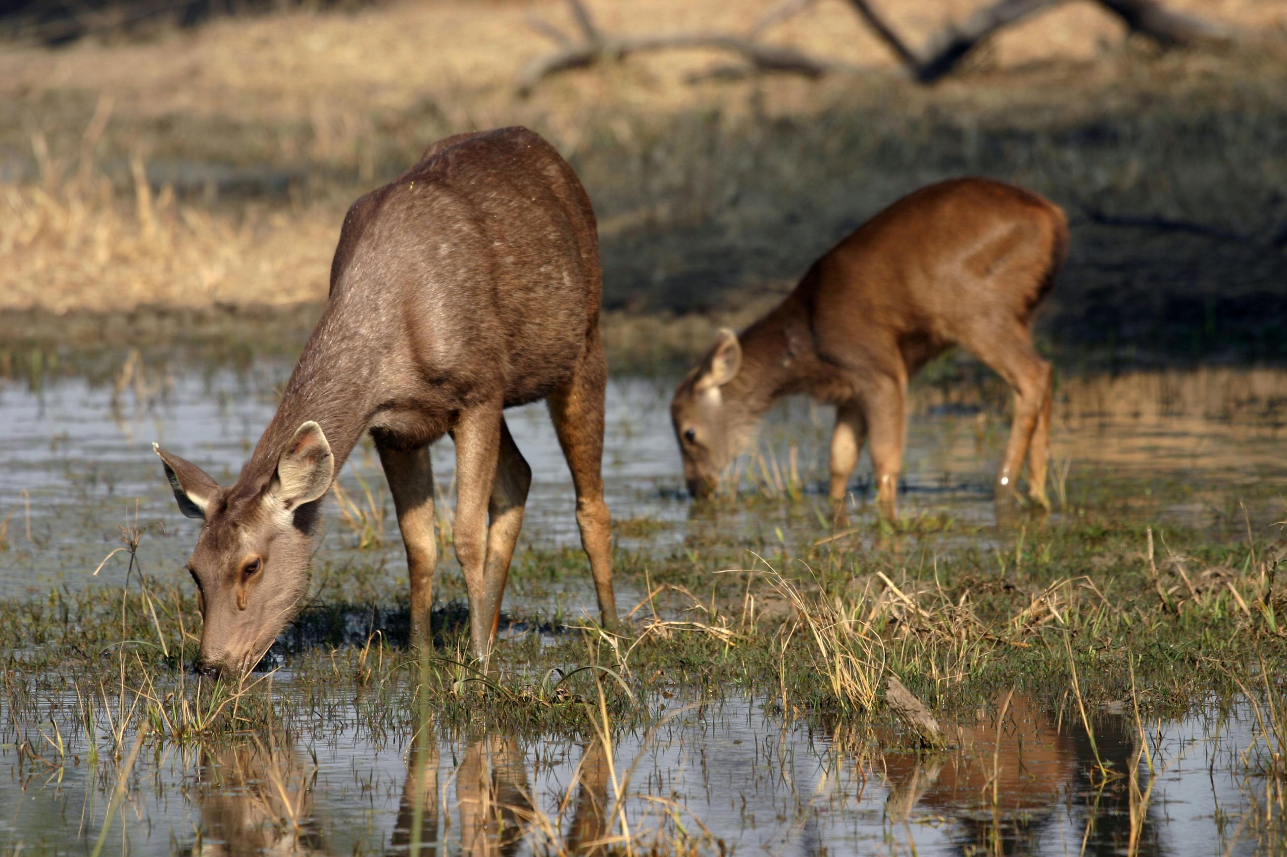 Mysore City & Wildlife Tour