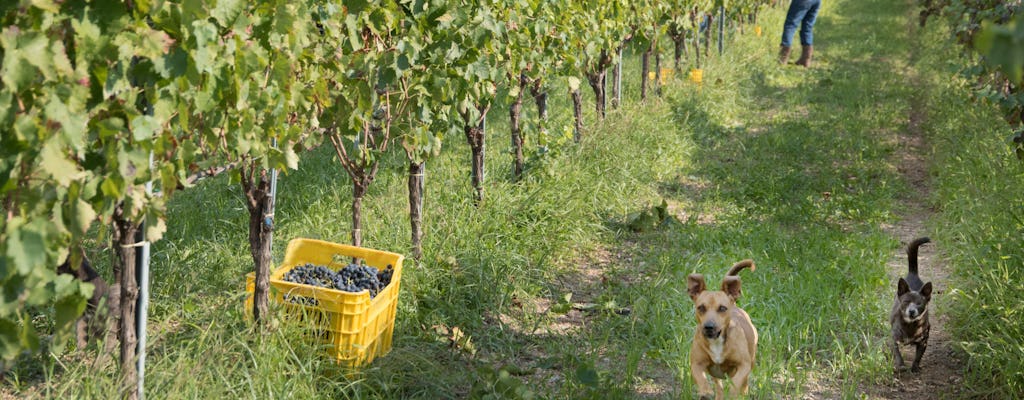 Verkostung von Bio-Wein und Olivenöl in der Casa di Baal bei Amalfi