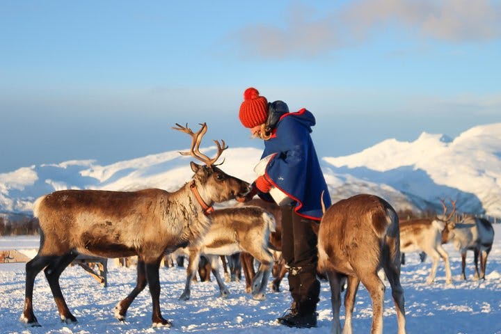 Ervaar de Sami-cultuur in een rendierkamp