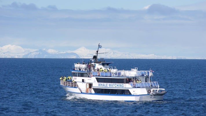 Paseo en barco con avistamiento de ballenas en Reikiavik