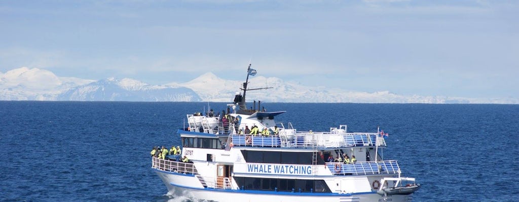 Avistamiento de ballenas en Reikiavik