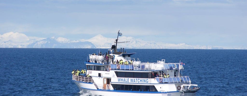 Paseo en barco con avistamiento de ballenas en Reikiavik