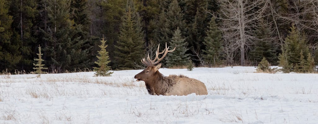 Banff et sa visite de la faune en hiver