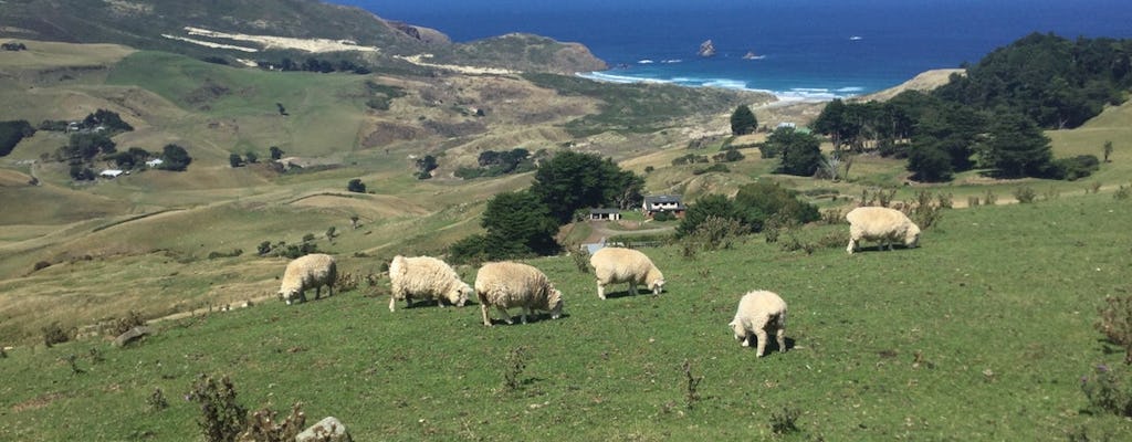 Jednodniowa wycieczka do miasta Dunedin, półwyspu Otago, zamku Larnach i przejażdżki pociągiem wzdłuż wybrzeża
