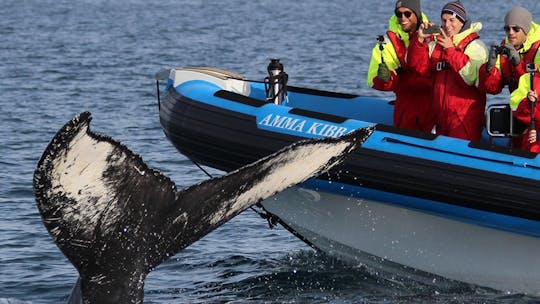 Húsavík whale safari and Puffin Island RIB boat tour