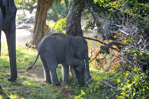 Safari po Yala & Galle – Wycieczka z Nocowaniem