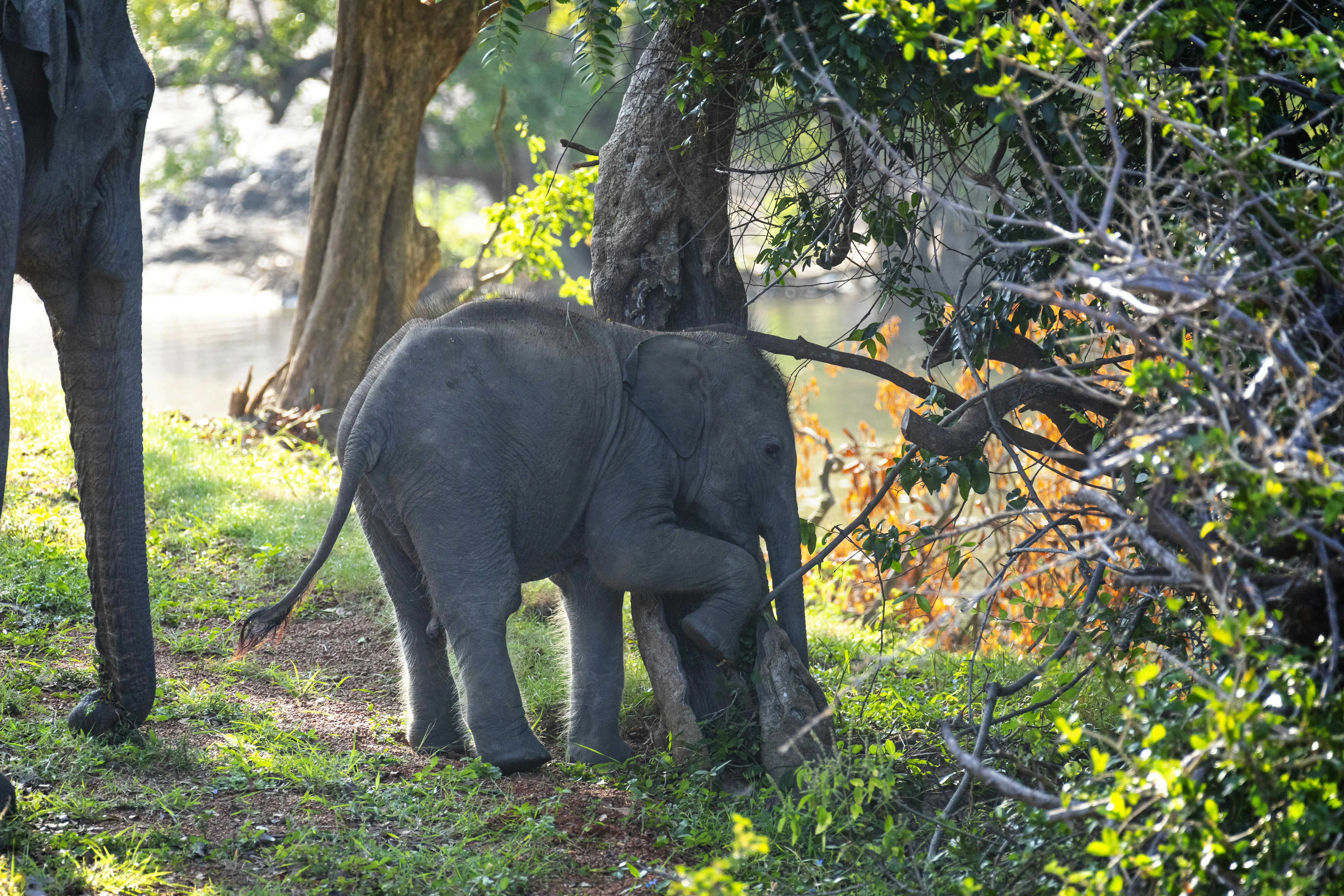 Yala safari & Galle - tvådagarstur