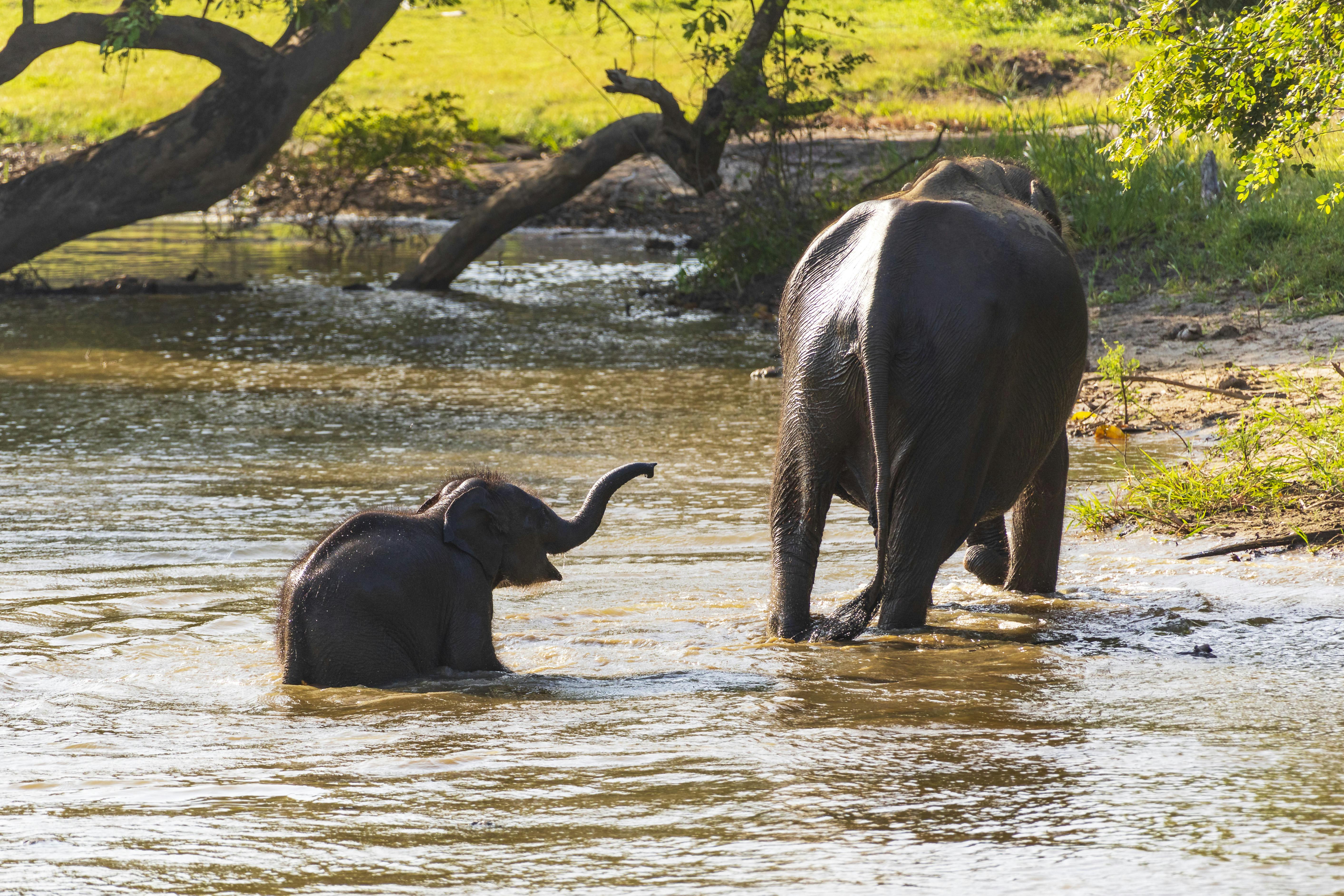 Yala safari & Galle - tvådagarstur