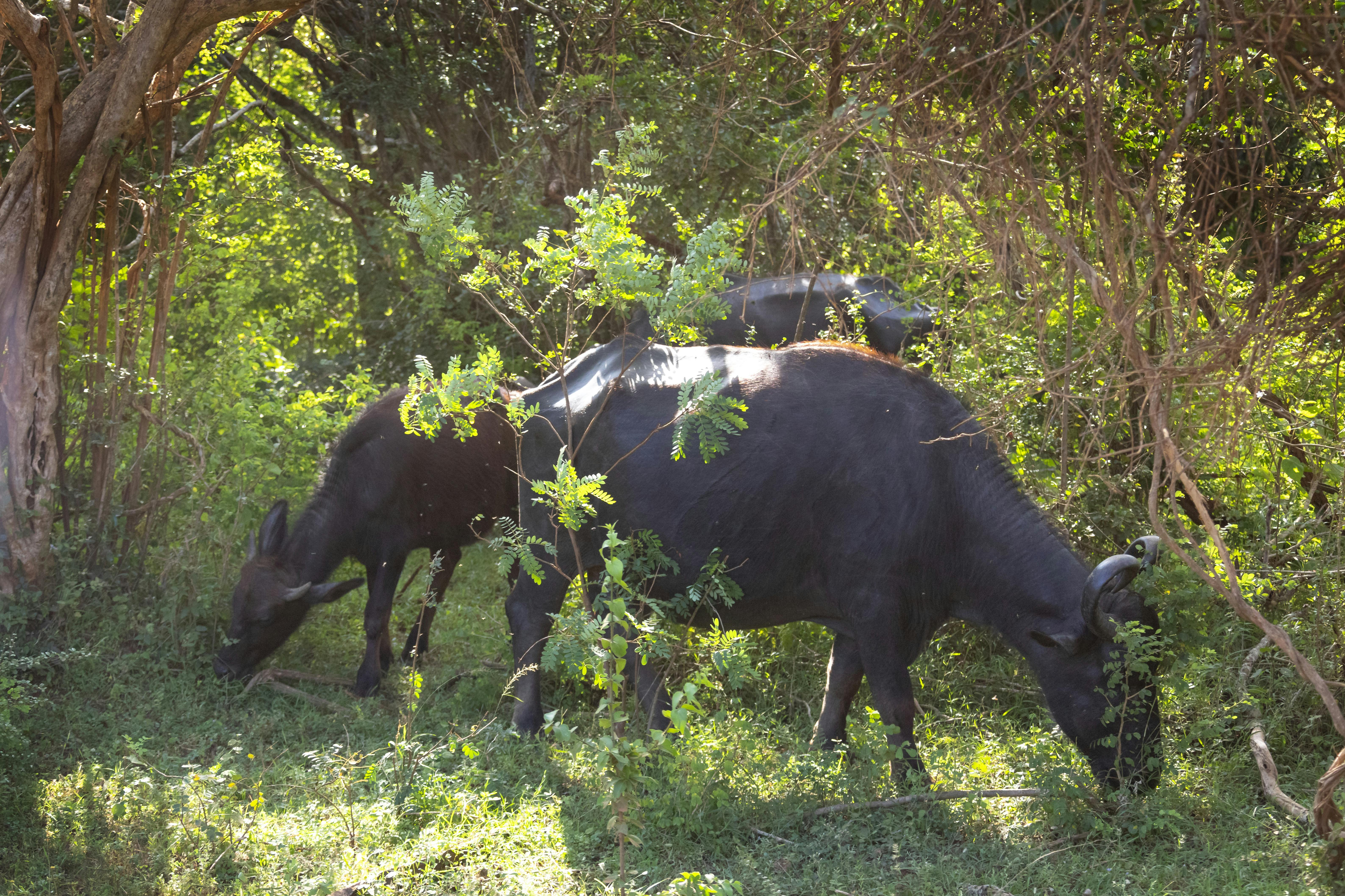 Circuit de deux jours avec safari à Yala et le fort de Galle