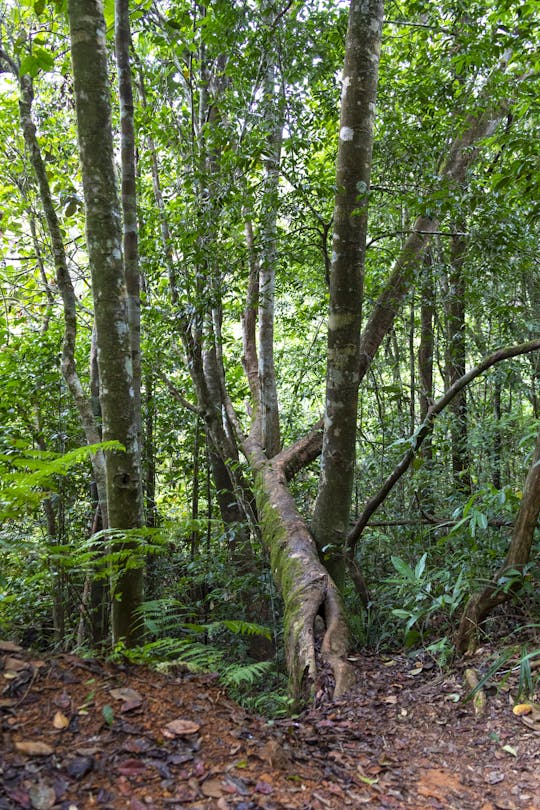 Randonnée pédestre dans la forêt de Sinharaja