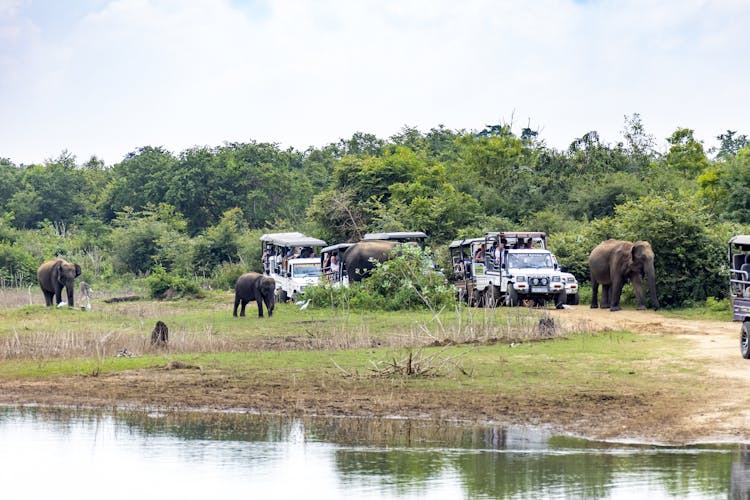 Udawalawe Elephant 4x4 Safari