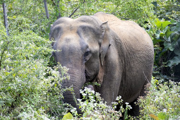 Udawalawe Elephant 4x4 Safari