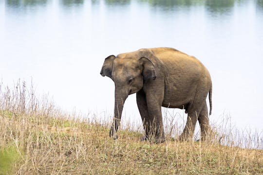 Safari en 4x4 et les éléphants du parc d'Uda Walawe