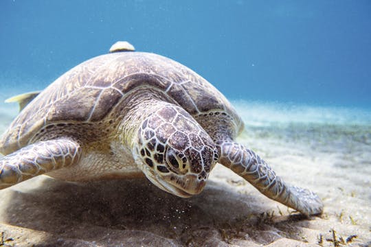 Abu Dabbab Snorkeltrip