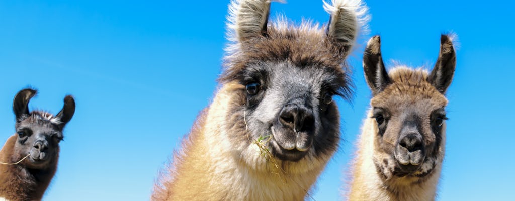 Ausflug in den Attica Zoo und Einkaufserlebnis