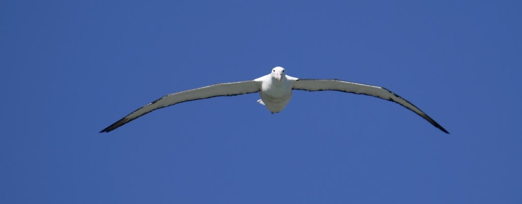 Ville de Dunedin, paysages de la péninsule et visite de l'Albatros