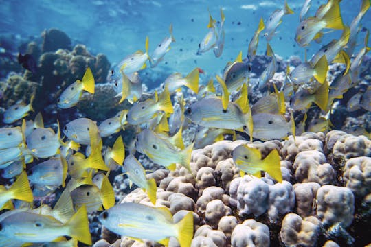 Marsa Alam Snorkelen