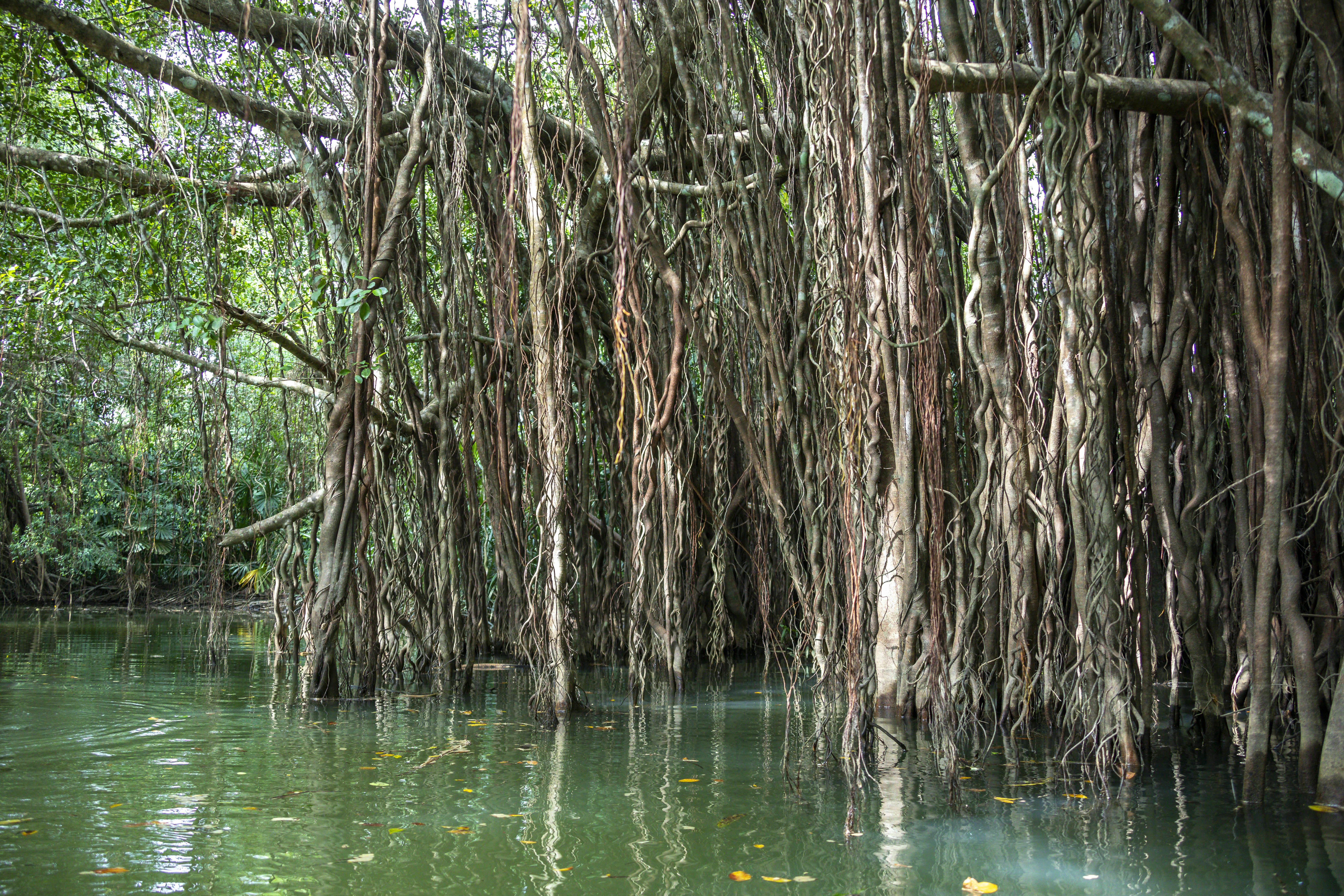 La Petite Amazonie & la vieille ville de Takua Pa - au départ de Khao Lak