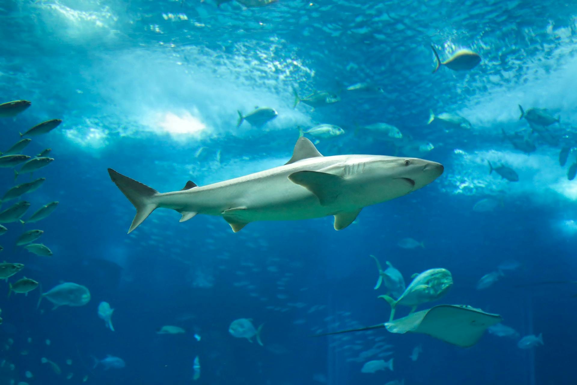 Lisbon Oceanarium