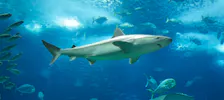 Lisbon Oceanarium