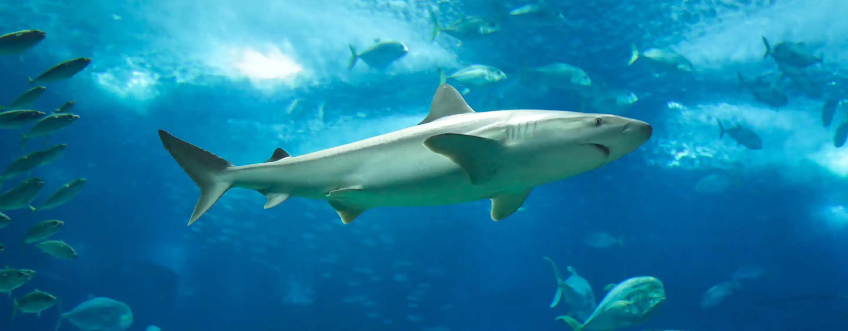 Lisbon Oceanarium