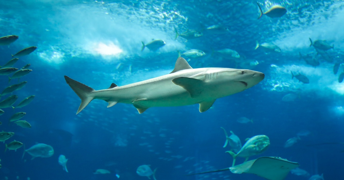 Lisbon Oceanarium and Aquarium Tickets Lisbon Oceanarium and Aquarium Tickets