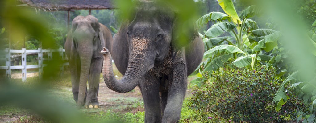 Wycieczka do schroniska dla słoni