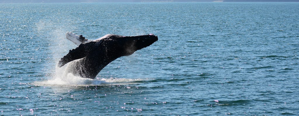Observação de baleias clássica de Dalvík