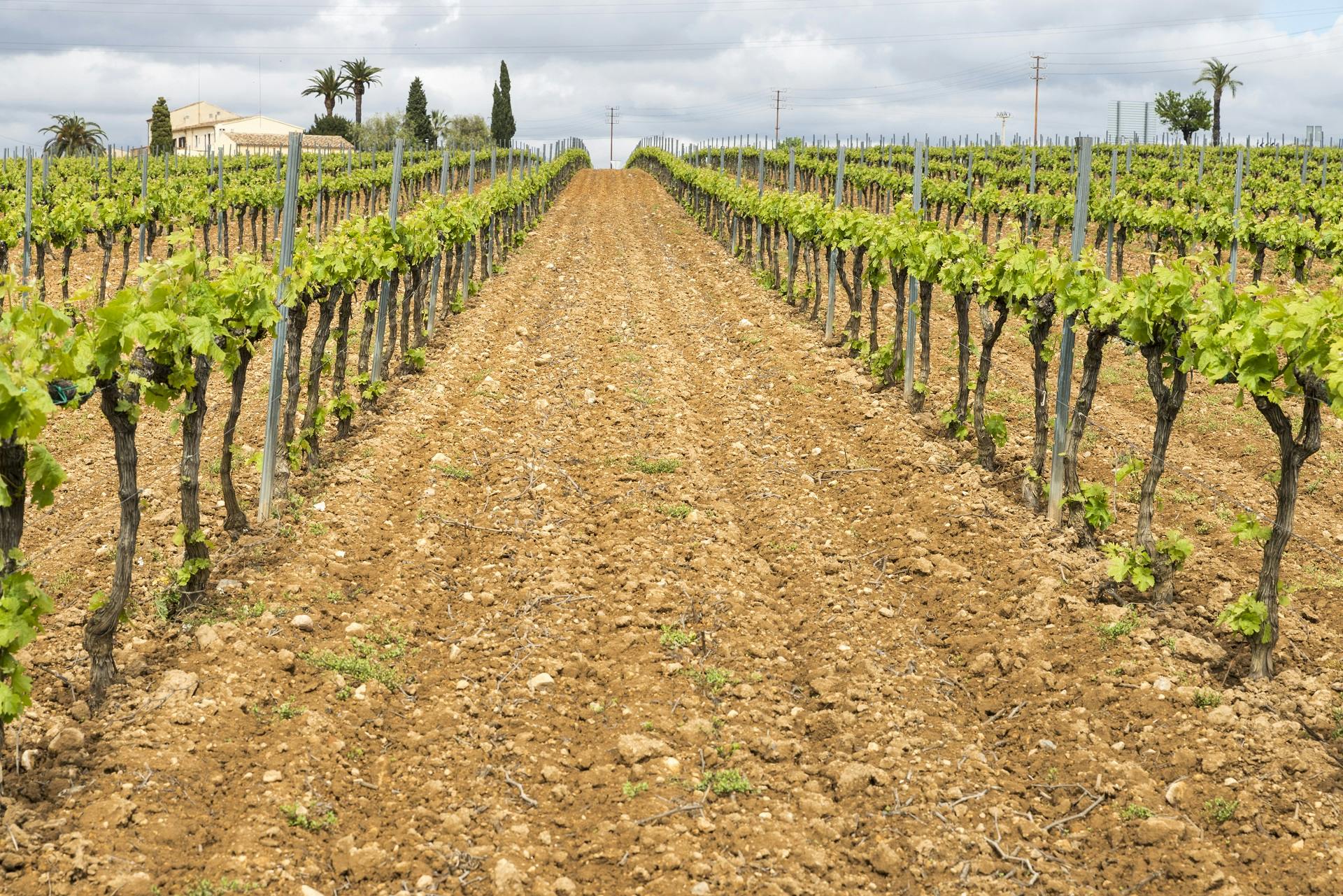 Tour privado de vinho e cava em Penedés