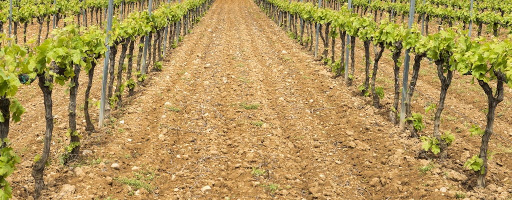 Tour privado de vinho e cava em Penedés