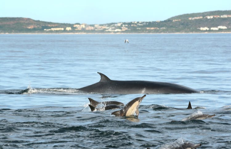 Plettenberg Bay whale watching boat cruise