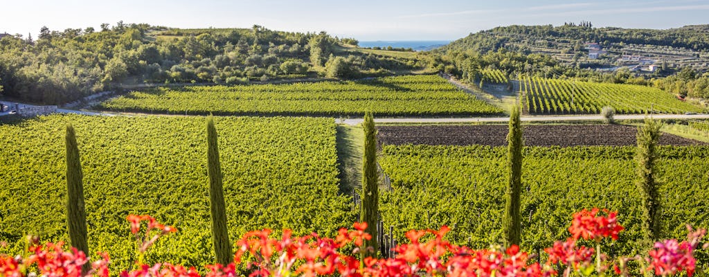 Premium-Weinprobe in Istrien