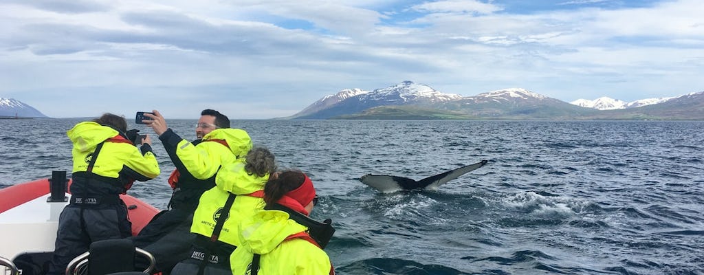 Rib boat whale watching from Dalvik