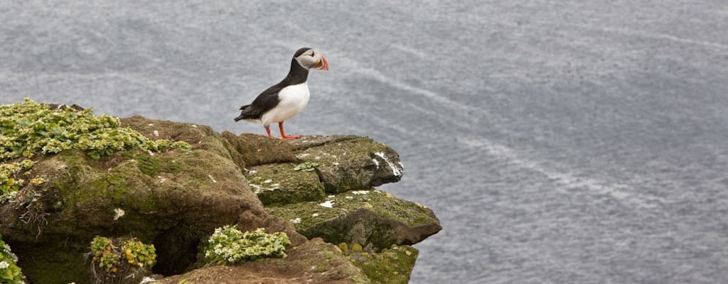 Whale watching and puffin tour from Dalvik