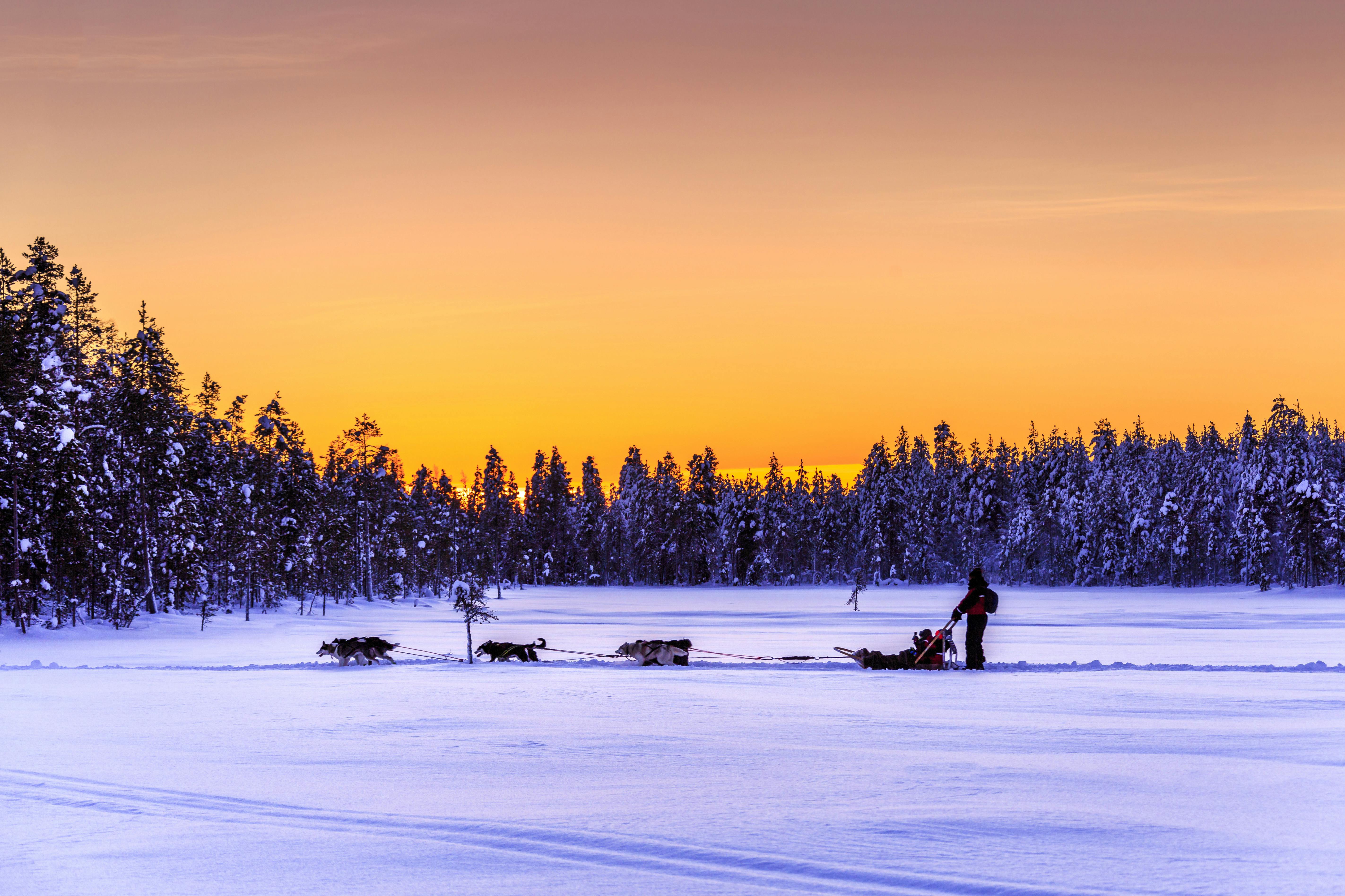 Saariselka Husky Sleigh Tour