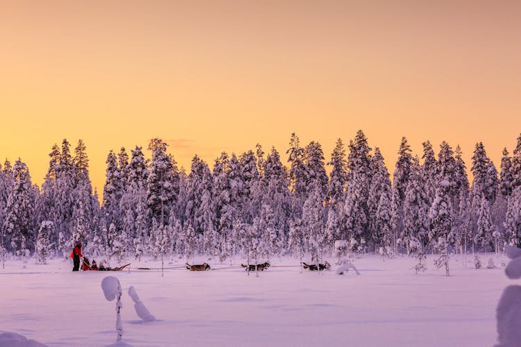 Saariselka Husky Sleigh Tour