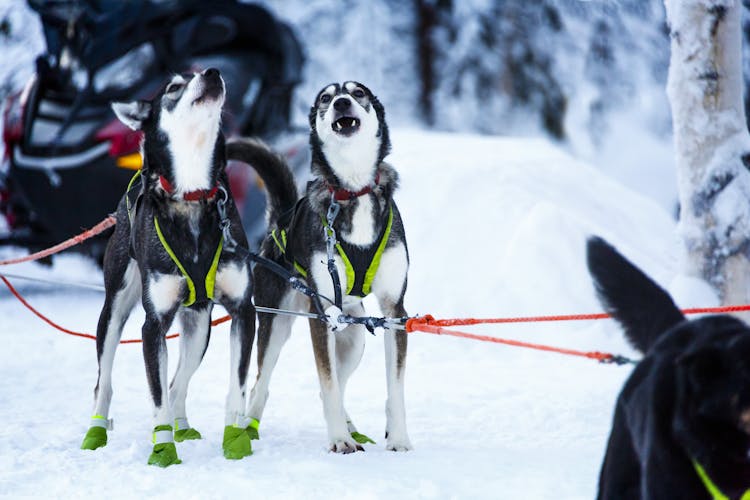 Saariselka Husky Sleigh Tour