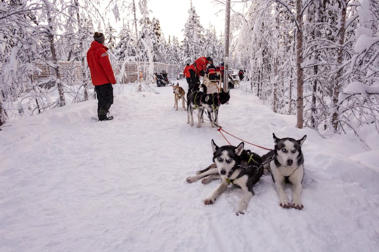 Saariselka Husky Sleigh Tour