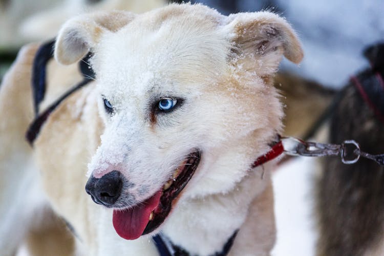 Saariselka Husky Sleigh Tour