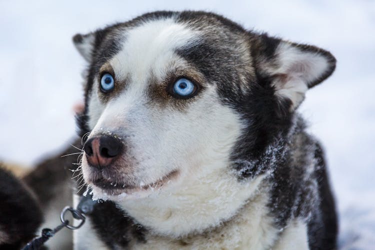 Saariselka Husky Sleigh Tour