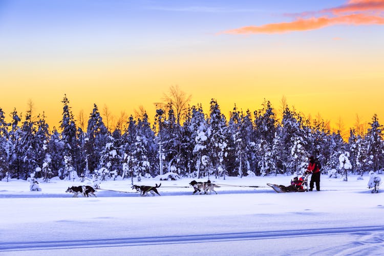 Saariselka Husky Sleigh Tour