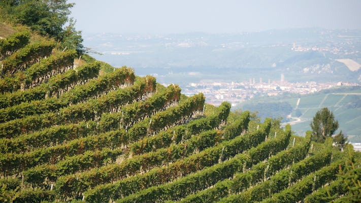 Monferrato winery and vineyard tour with wine tasting