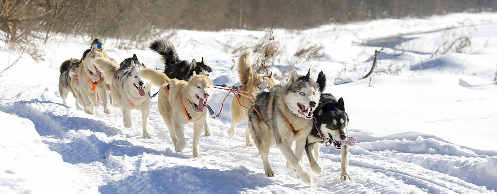 Trenós puxados por huskies com almoço russo tradicional na capital do norte