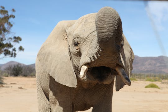 Safari d'une journée au départ du Cap