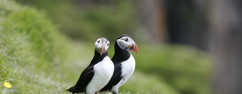 Classic puffin watching tour in Reykjavik