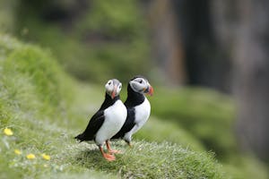 Observação de papagaio-do-mar em Reykjavík