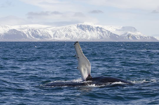 Classic whale watching tour in Reykjavík