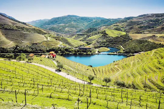 Excursão em grupo reduzido pelo Vale do Douro, com visita a duas adegas, almoço e cruzeiro pelo rio